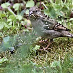 House Sparrow