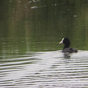 Common Coot