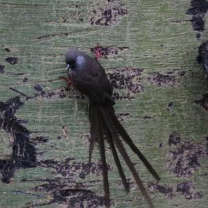 Speckled Mousebird