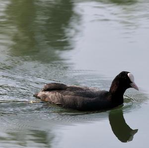 Bläßhuhn