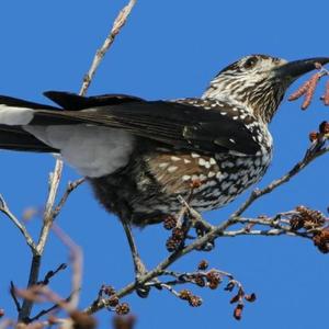 Spotted Nutcracker