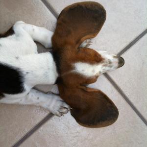 Basset Hound