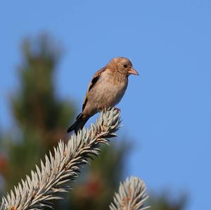 European Goldfinch