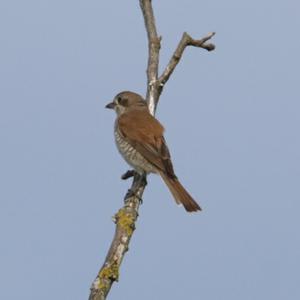 Red-backed Shrike