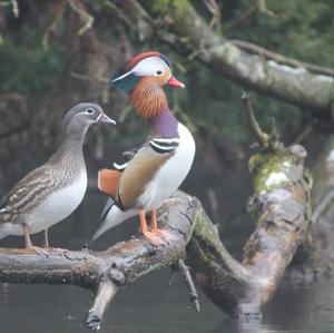 Mandarin Duck