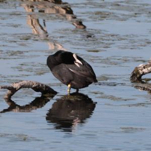 Common Coot