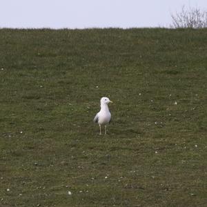 Mew Gull