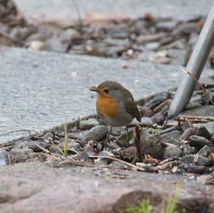 European Robin