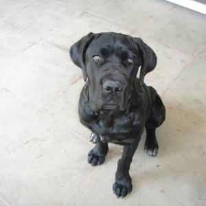 Neapolitan Mastiff