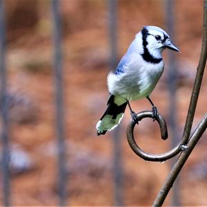 Blue Jay