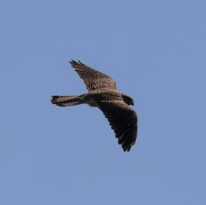 Common Kestrel