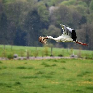 White Stork