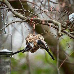 Long-tailed Tit