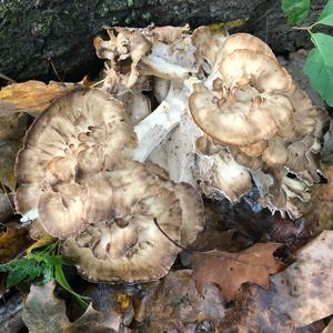 Hen-of-the-Woods