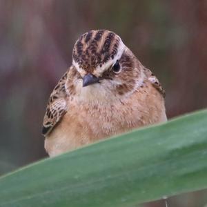 Whinchat