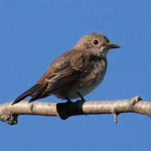 Spotted Flycatcher