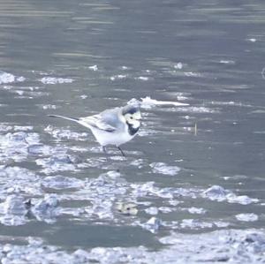 White Wagtail