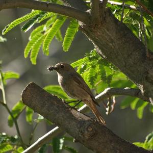 Black Redstart