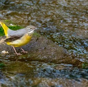 Grey Wagtail