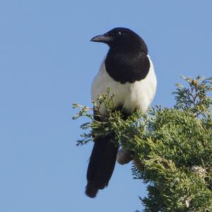 Black-billed Magpie