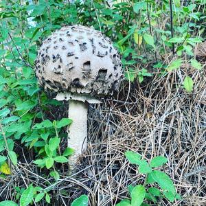 Unknown Species