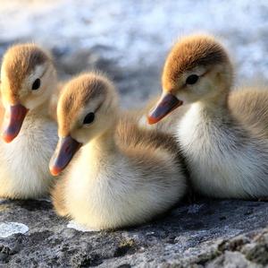 Red-crested Pochard