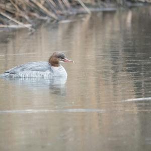 Common Merganser