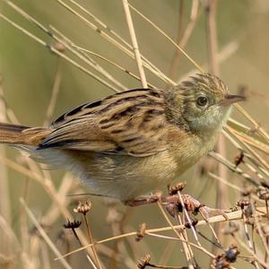 Zitting Cisticola