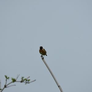 European stonechat