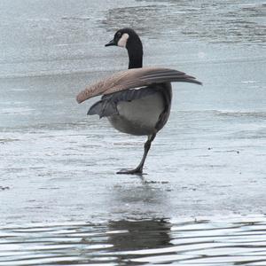 Canada Goose