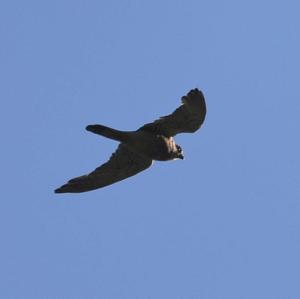 Eurasian Hobby