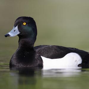 Tufted Duck