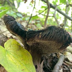 Shingled Hedgehog