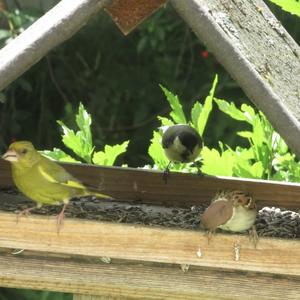 European Greenfinch