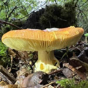 Caesar´s Mushroom