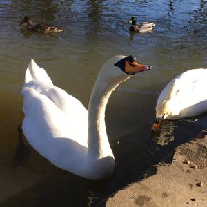 Mute Swan