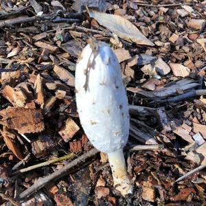 Shaggy Mane