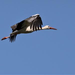 White Stork