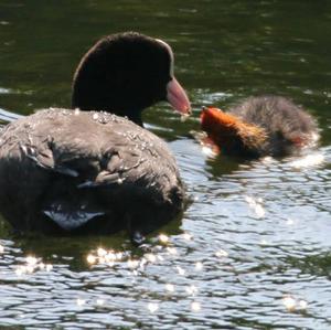 Common Coot