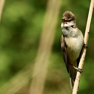 Great Reed-warbler