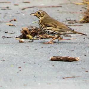 Song Thrush