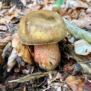 Dotted-stem Bolete