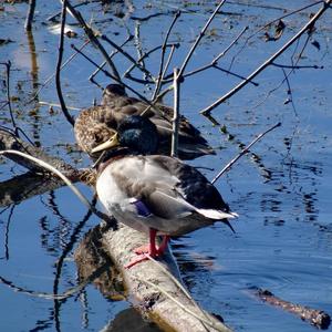 Mallard