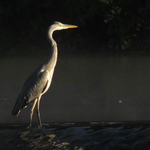 Grey Heron