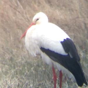 White Stork