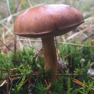 Bay Bolete