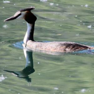 Great Crested Grebe