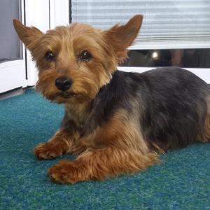 Yorkshire Terrier