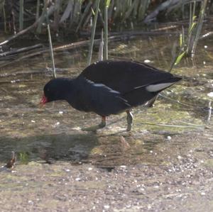 Common Moorhen