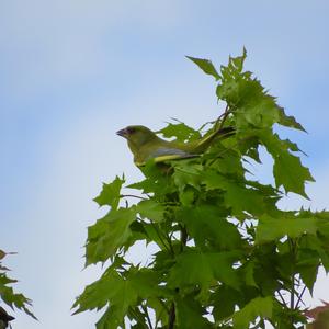 European Greenfinch